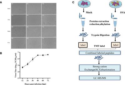 2B and 3C Proteins of Senecavirus A Antagonize the Antiviral Activity of DDX21 via the Caspase-Dependent Degradation of DDX21